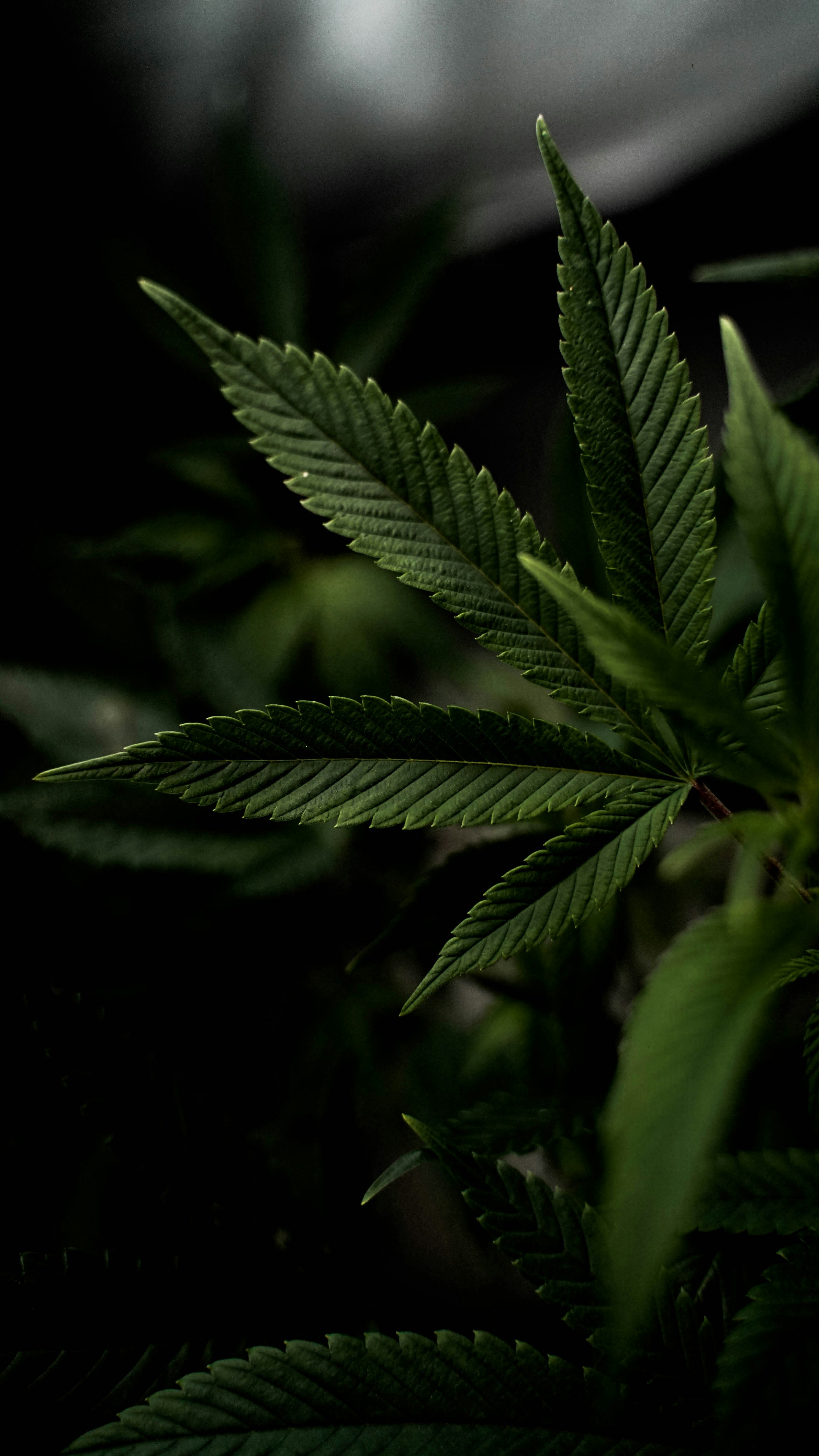 Cannabis Pflanze