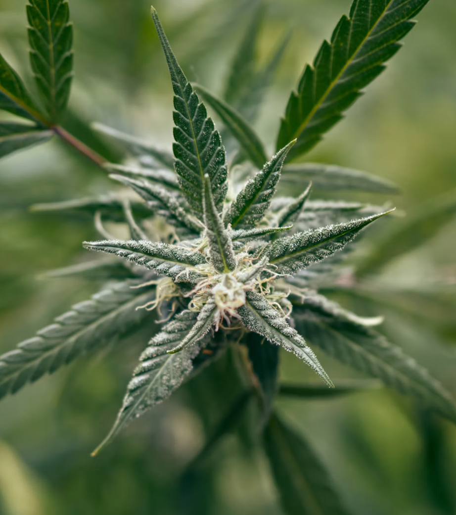 Die Zukunft der Cannabis