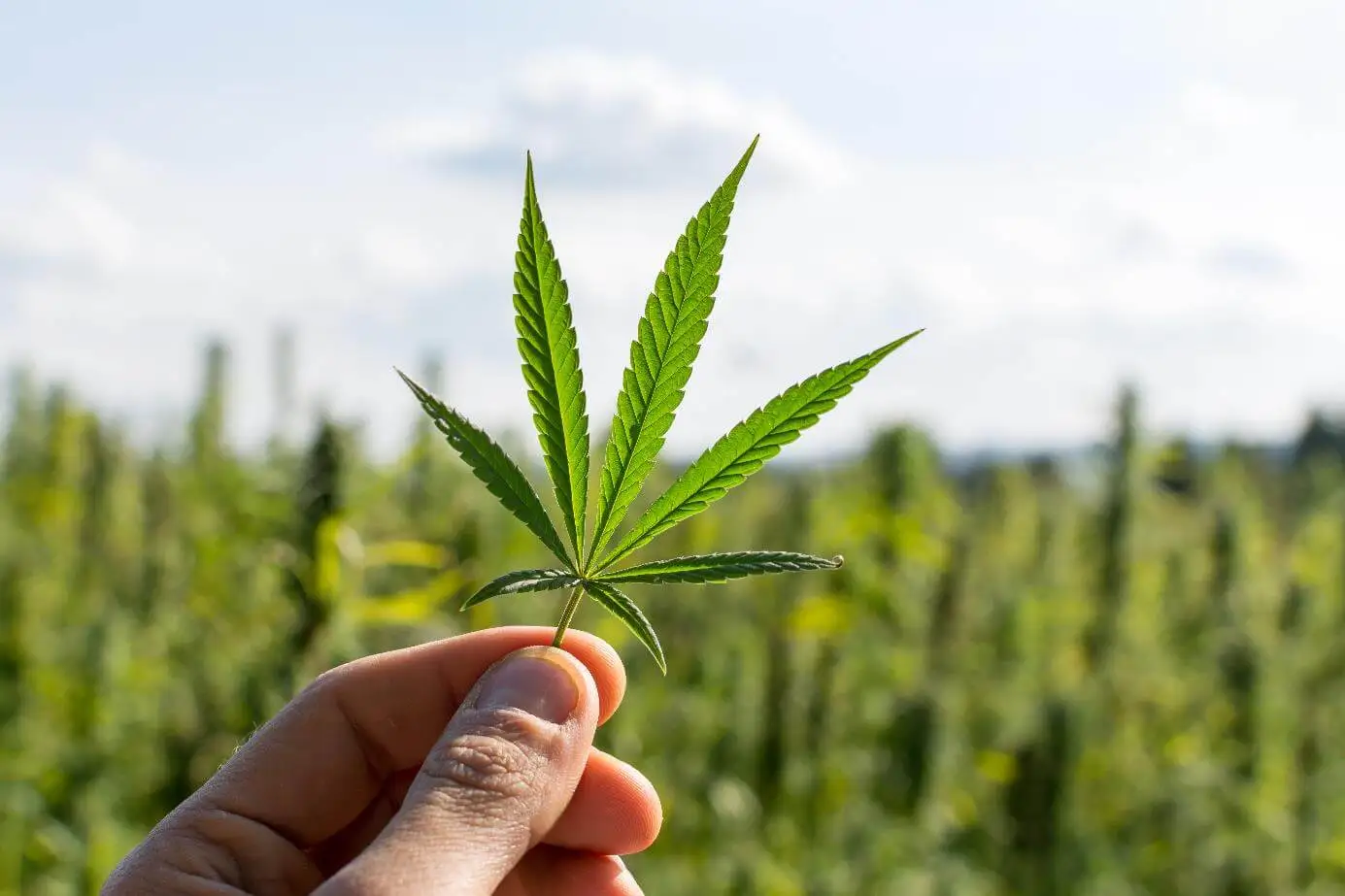 Über die Therapie mit Cannabis